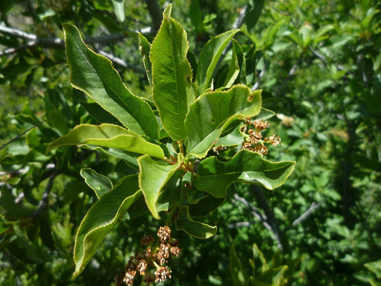 High Resolution Prunus virginiana Leaf